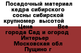 Посадочный материал кедра сибирского (сосны сибирской) крупномер, высотой 3-3.5  › Цена ­ 19 800 - Все города Сад и огород » Интерьер   . Московская обл.,Пущино г.